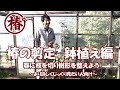 椿の剪定♪ 大きな鉢植え椿の枝を整えよう！