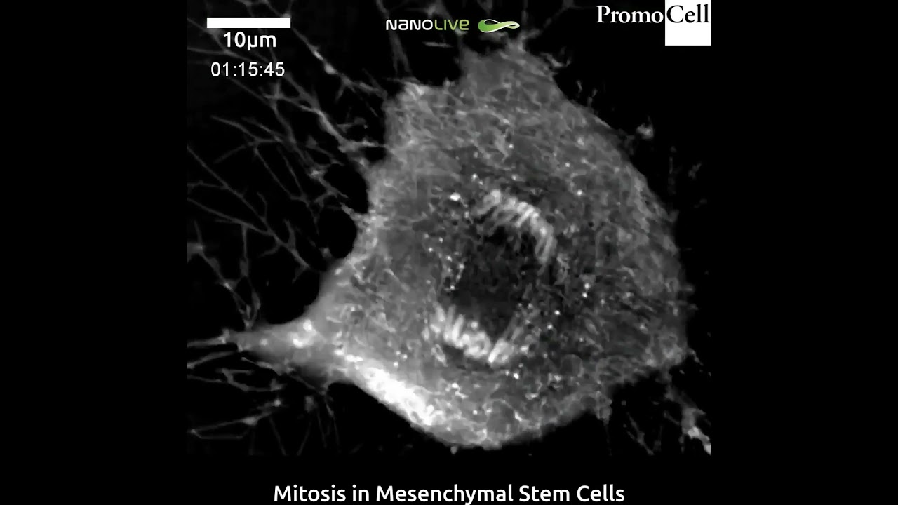 Mitosis In Mesenchymal Stem Cells