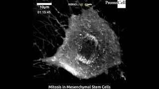 Mitosis In Mesenchymal Stem Cells