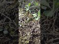 Las Hormigas Solitarias Necesitan Mas Apoyo