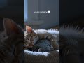 a soft moment just for you🥰 #tendernessmoments #cutekittens #cozyvibes #animalshorts #gentlemoments
