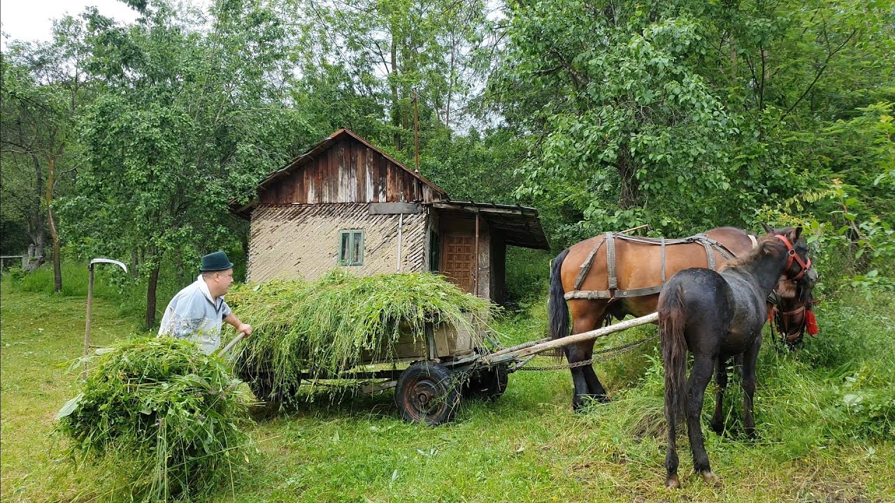‼️AM PUS MÂNZA LA CĂRUȚA‼️CUM SE INVAȚĂ UN CAL SA TRAGĂ‼️