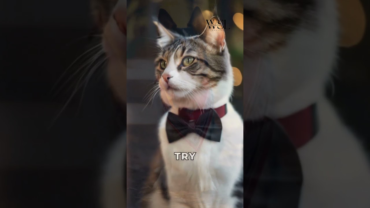 Fashionable Pet Accessories The Ultimate Trend Guide 