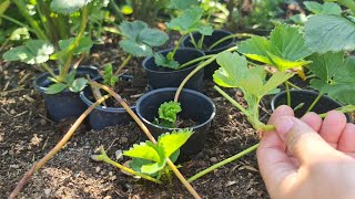 An easy way to propagate strawberries so that you can harvest plenty of fruit the first year