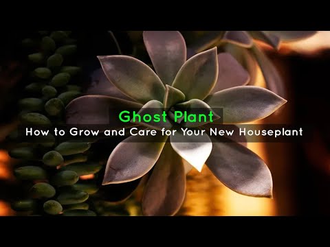 Ghost Plant: How to Grow and Care for Your New Houseplant