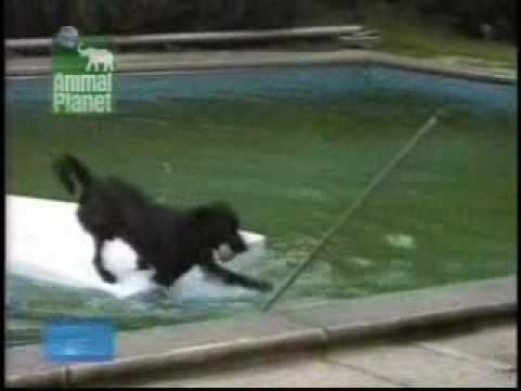 Video: Kan Någon Hund Simma?