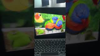 I made slides about parrots on google slides