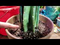 Potting cactus cuttings  cactus soil  cactus fertilizer  cereus peruvianus  myrtillo