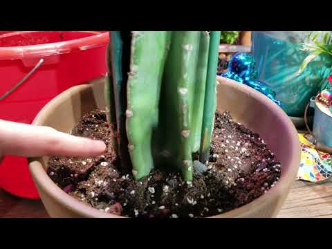 Potting Cactus Cuttings! || Cactus Soil || Cactus Fertilizer || Cereus Peruvianus || Myrtillo