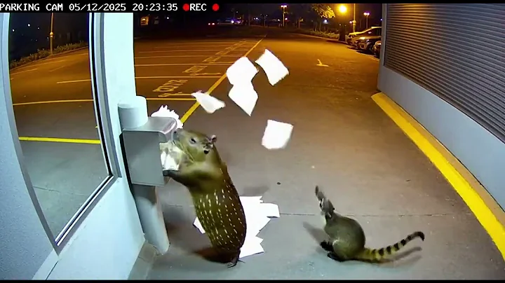 What Cameras Spotted A Paca Doing Is Wild