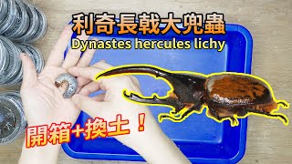 【山林蟲坊】利奇長戟大兜幼蟲開箱及換土 | Dynaste herculis lichyi: Unpacking and Changing Soil for the Larvae