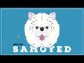 Samoyed  | CKC Breed Facts &amp; Profile