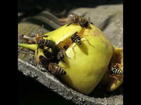 Медовая груша. Пчёлы против ос. #Shorts - YouTube