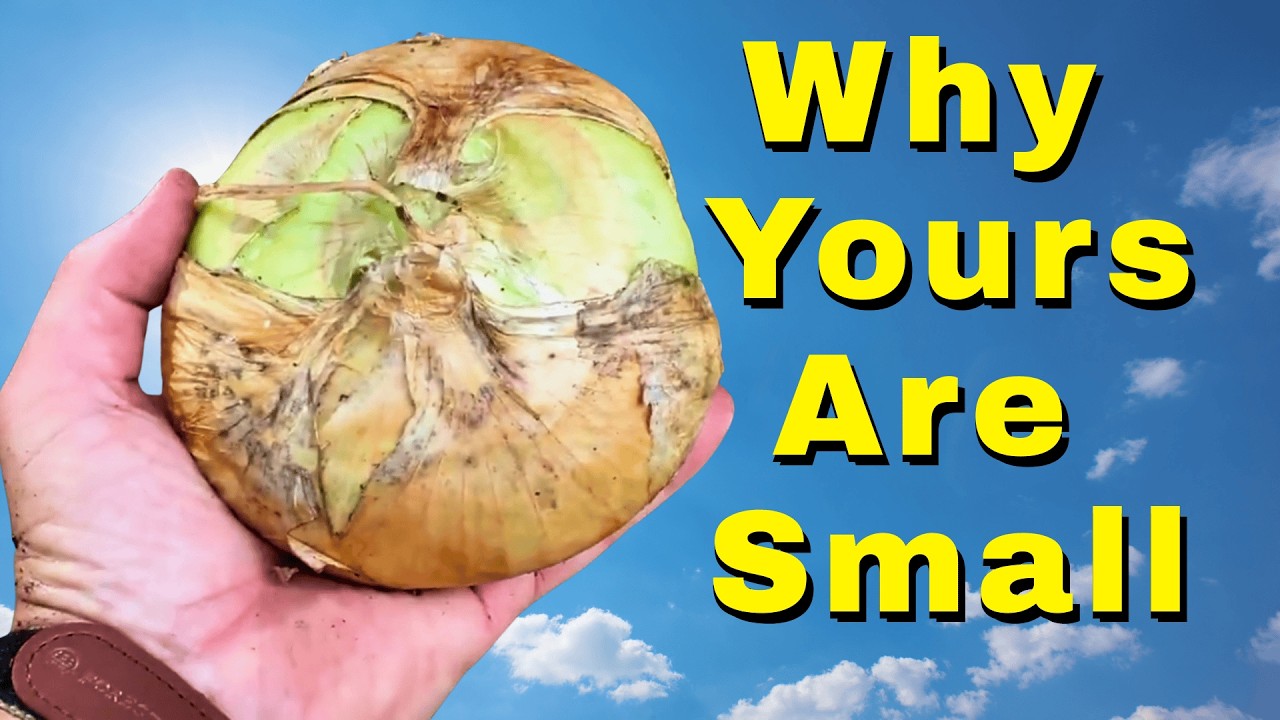 Massive Onion Harvests Start With Proper Planting (Works in Any Garden!)