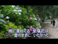 紫陽花未練