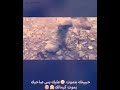 يا خيي يا دم وروح