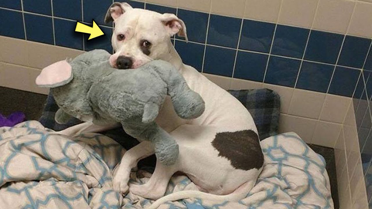 San Diego: Hund bringt Einbrecher sein Lieblingsspielzeug