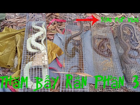 Video | #tổnghợpvlog đi thăm bẫy rắn phần 3 hổ hèo xa7 - youtube