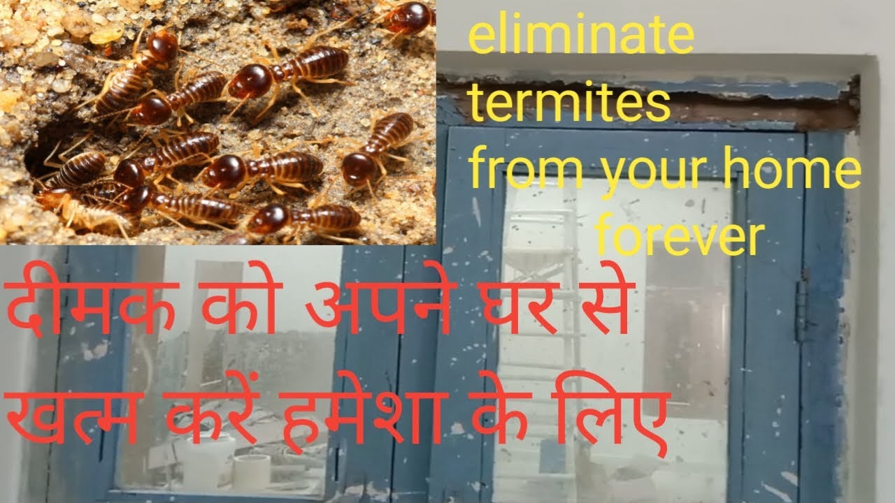 termite treatment |termite control | termite solution for wood | termite control in home |