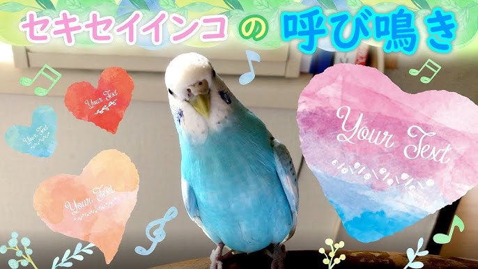 インコ グーグー鳴く Youtube