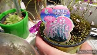 Насекомоядные растения. 食虫植物.Carnivorous plants.Utricularia.