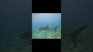 Maldives, DHIGURAH DHONVELI BOUTIQUE | Dhigurah Dhonveli Boutique