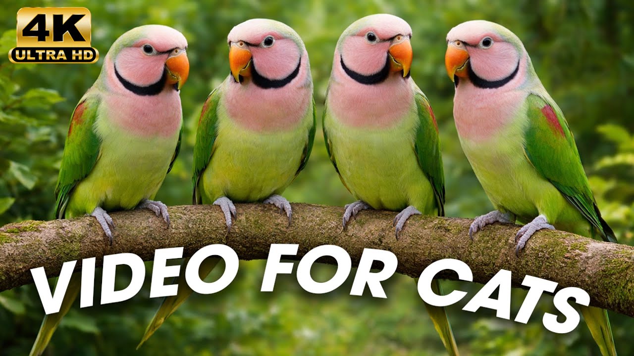 Videos for Cats to Watch – Birds and Squirrels Daytime Nature | 3 Hours Birds Videos for Cats