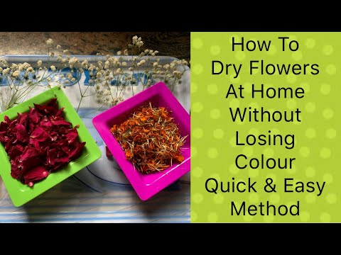 How To Dry Rose Petals | How To Dry/Preserve Flowers | By Catchy Fusion - YouTube