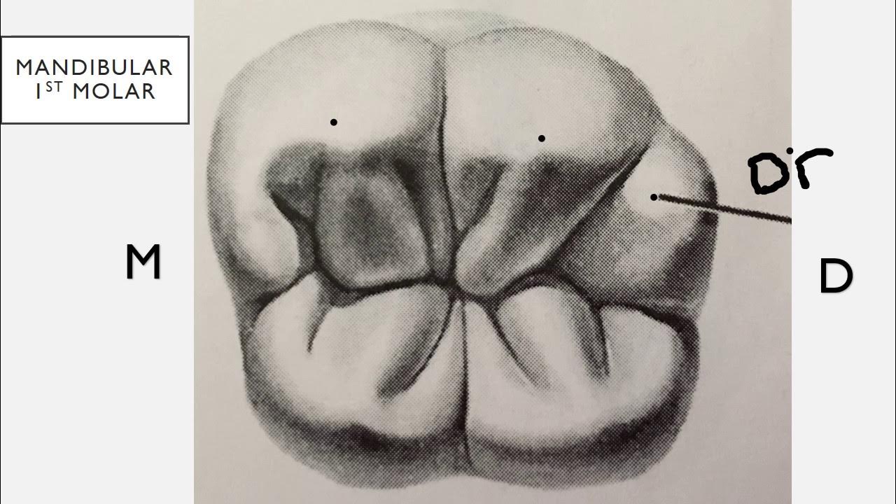 16 зуб анатомия корневых каналов. Нижний 6 моляр анатомия. Второй моляр нижней челюсти анатомия. Анатомия 46 зуба. 2 моляр верхней челюсти анатомия.