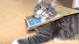 段ボール穴から顔を出す猫 ノルウェージャンフォレストキャット Cat, put in an appearance through a hole in the cardboard.