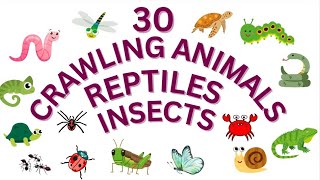 30 Crawling Animals Names for Kids | Learn Reptiles and Insects in English | #crawling #reptiles 