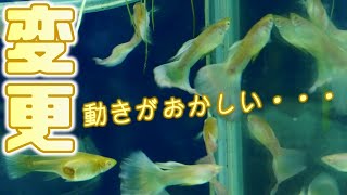 三角コーナーろ過器をやめます。新たなろ過方法について【ふぶきテトラ】