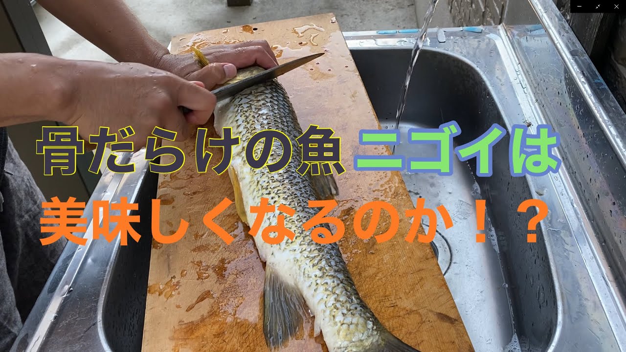 川の厄介者 ニゴイを捕獲して食べてみる 調理編 Youtube