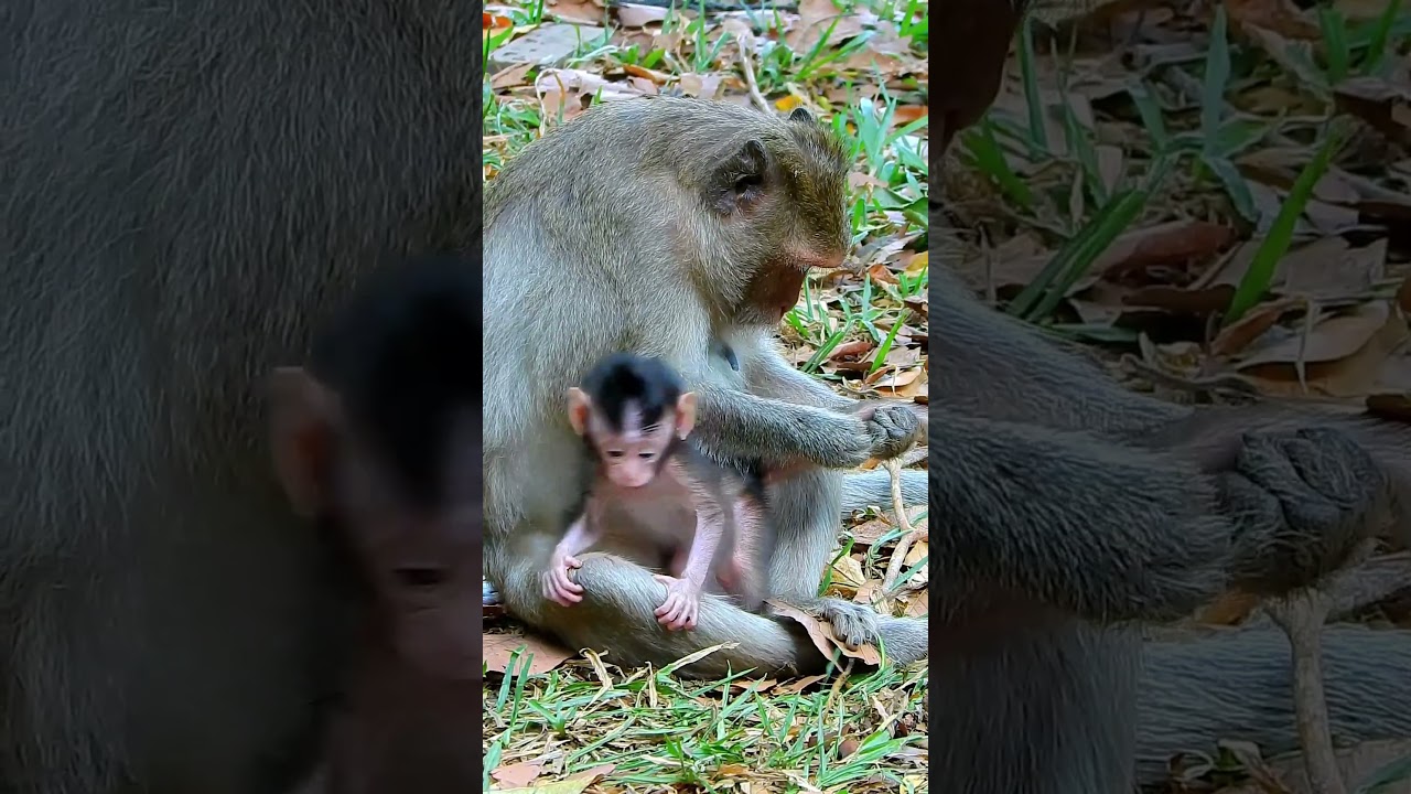 Best clip of Julina mum grooming newborn well, Lovely monkey Julina 