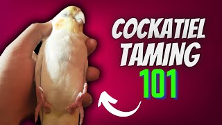 How to Tame Your Cockatiel