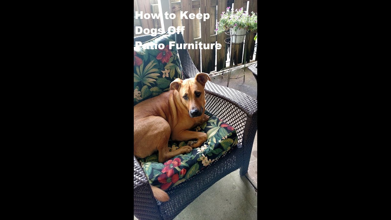 how do i keep my dog off my outdoor furniture