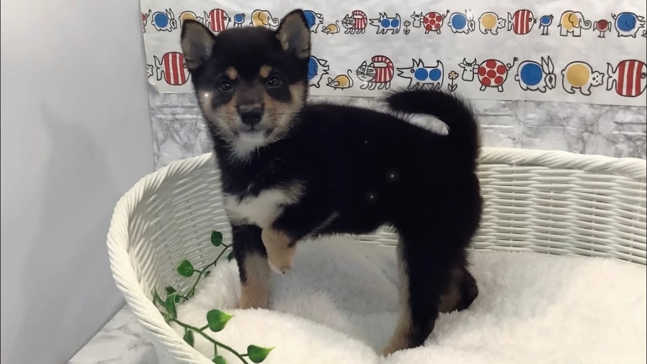 豆柴♀2507D0645 - YouTube