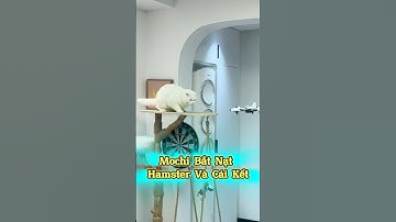 😸 Mochi Hống Hách Bắt Nạt Hamster #Mèoúớ #thúcưng #vậtnuôi #chómèo #shorts