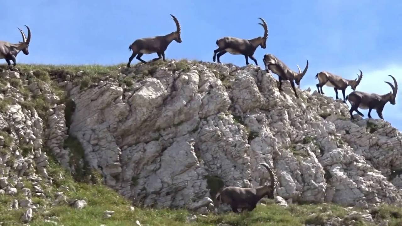 Bouquetins du Parc Naturel Régional du Vercors - YouTube