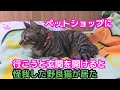 #197【猫のほのぼのする話】ペットショップに行こうと玄関を開けると怪我した野良猫が居た