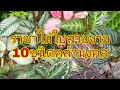 10 คล้าสวยงามน่าสะสม /บ่าว ชาวดง ดึกดำบรรพ์