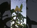 وحدن بيبقوا متل زهر البيلسان ياا زمان يا عشب داشر فوق هالحيطان صباح الياسمين فيروز الورد وحدن بيبقوا متل زهر البيلسان ياا زمان يا عشب داشر فوق هالحيطان صباح الياسمين فيروز الورد