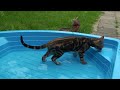 Bengal cats in garden and small pool