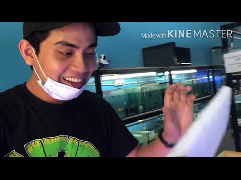 Video: Saya Mahukan Akuarium. Bahagian 2