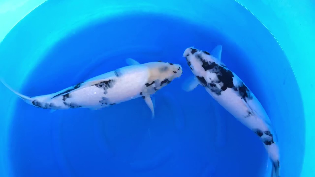 面迫養鯉場白寫 YouTube 面迫養鯉場白寫 YouTube