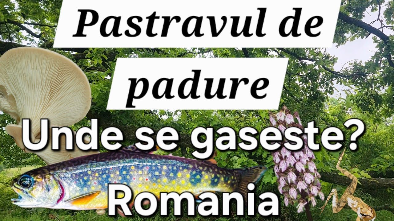 Pastravul de padure - Unde se gaseste in Romania? Unul dintre cele mai sănătoase alimente