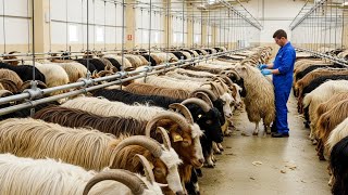 How Millions of Tons of Goat Hair & Cashmere Are Processed — Inside Mega Goat Farms & Factories