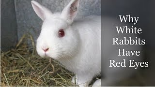 Why White Rabbits Have Red Eyes