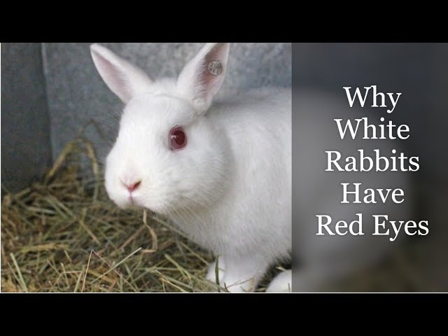Why White Rabbits Have Red Eyes class=