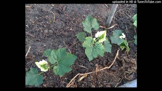 2019111301-蘇力菌與黑僵菌,枯草桿菌三種類型菌,混合噴十字花科與瓜類玉米可以嗎,可會拮抗抑制?圖中的瓜類葉背有少量的蚜蟲粉蝨,可有救(附圖)